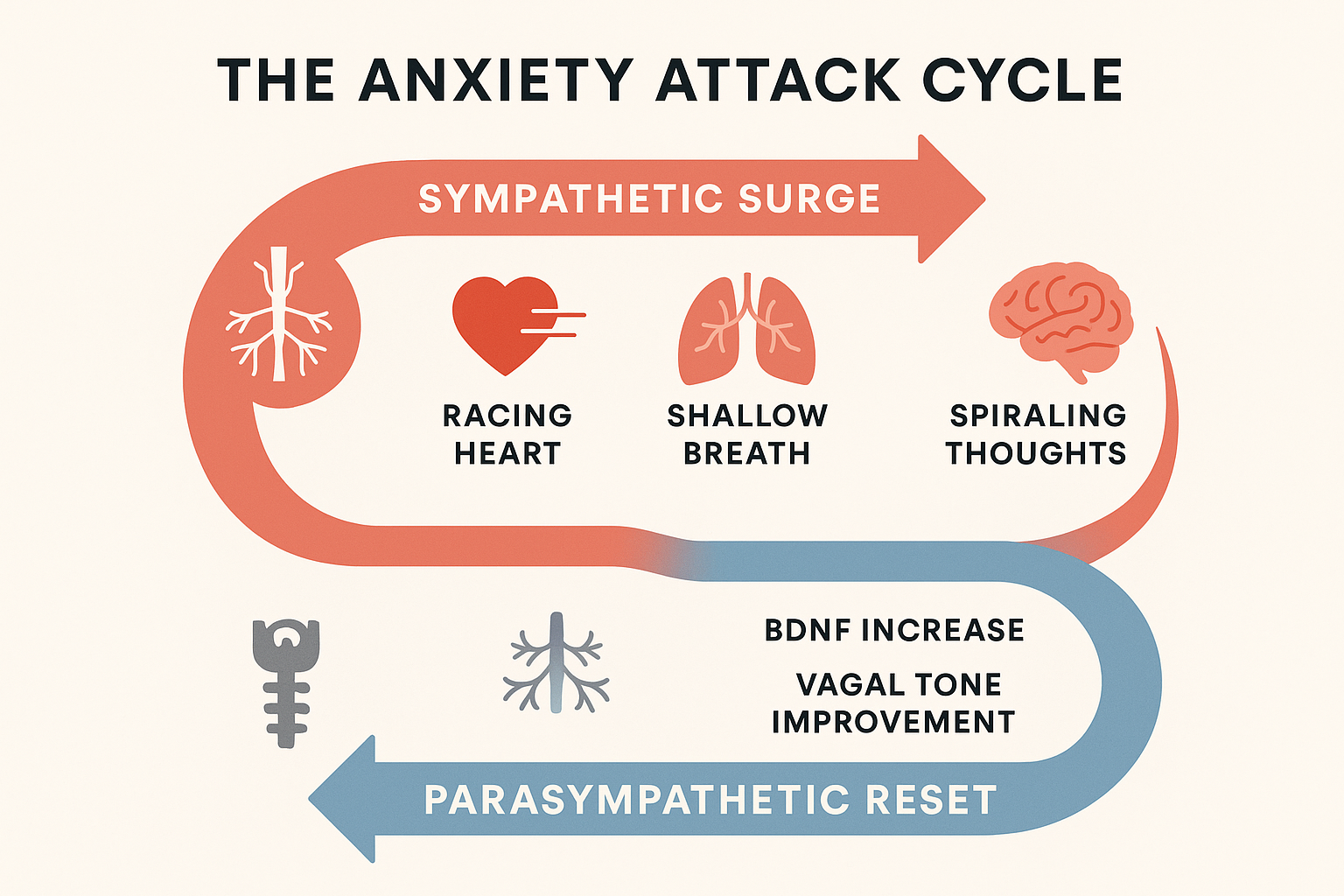 Diagram showing how movement interrupts the physiological anxiety attack loop